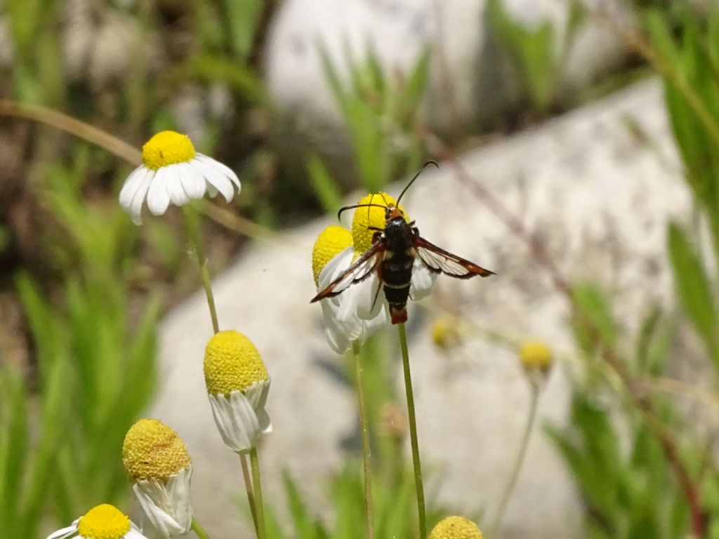 Pyropteron chrysidiformis?